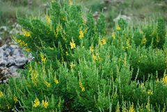 Genista stenopetala
