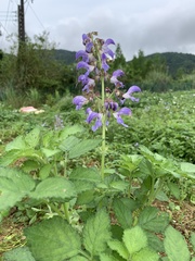 Salvia miltiorrhiza