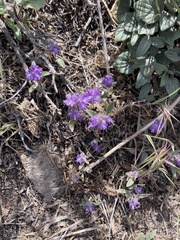 Phacelia humilis