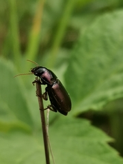 Harpalus affinis