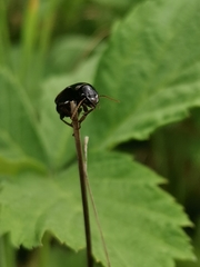 Harpalus affinis