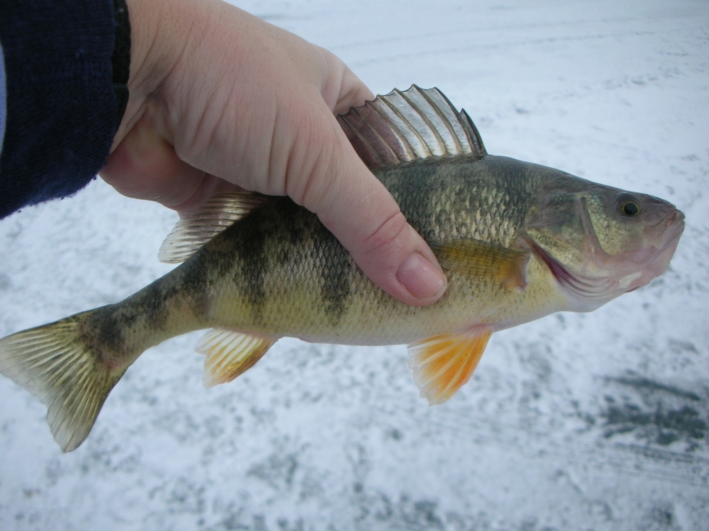 Yellow Perch (Ontario Fish) · iNaturalist