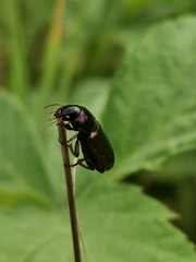 Harpalus affinis