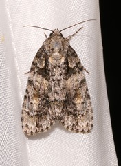 Acronicta increta