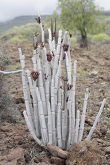 Ceropegia fusca image