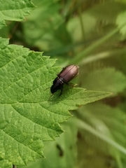 Harpalus affinis