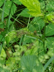 Poecilocapsus lineatus