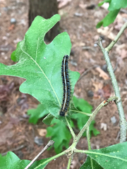 Malacosoma americana
