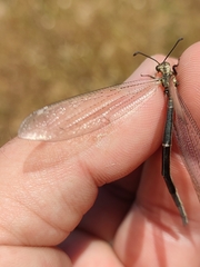 Creoleon lugdunensis