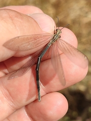 Creoleon lugdunensis