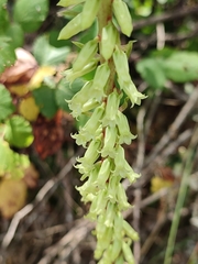 Umbilicus heylandianus