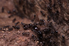 Crematogaster lineolata