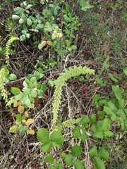 Umbilicus heylandianus