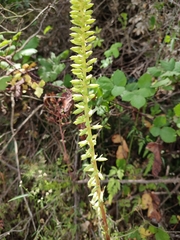 Umbilicus heylandianus