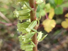 Umbilicus heylandianus