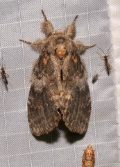 Peridea angulosa