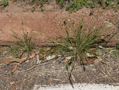 Enneapogon polyphyllus