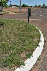 Enneapogon polyphyllus