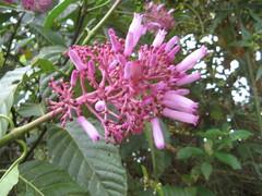 Palicourea lasiantha