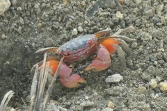Neosarmatium meinerti