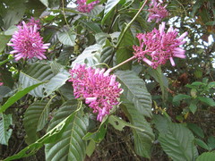 Palicourea lasiantha
