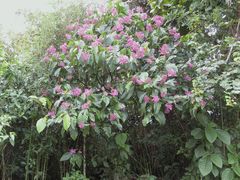 Palicourea lasiantha