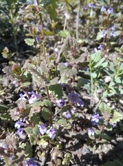 Glechoma hederacea