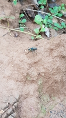Cicindela bicolor