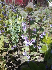 Glechoma hederacea