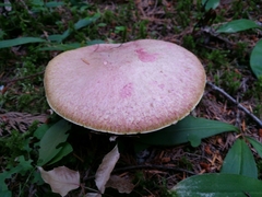 Suillus ochraceoroseus