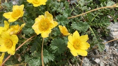 Geum reptans