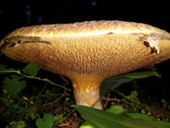 Suillus ochraceoroseus