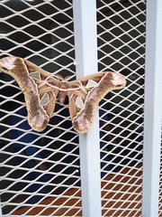 Rothschildia arethusa