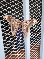 Rothschildia arethusa