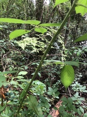 Rubus argutus