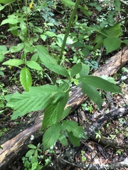 Rubus argutus