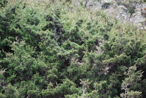 Image of Juniperus canariensis by no rights reserved