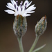 Volutaria canariensis - Photo (c) agreendream,  זכויות יוצרים חלקיות (CC BY-NC), הועלה על ידי agreendream