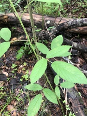 Rubus argutus