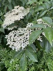 Sambucus nigra