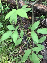 Rubus argutus