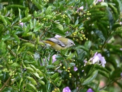 Spindalis nigricephala