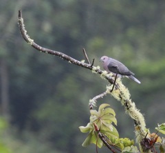 Patagioenas caribaea