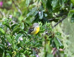 Spindalis nigricephala