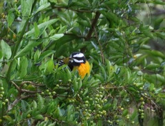 Spindalis nigricephala