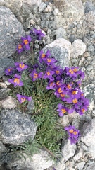 Linaria alpina alpina