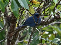 Euneornis campestris