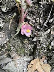 Begonia bracteosa