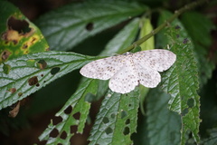 Percnia