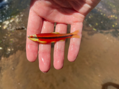 Notropis lutipinnis